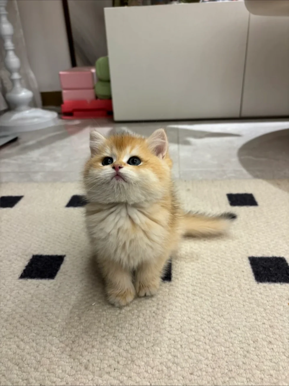 有谁在东莞，生了一窝