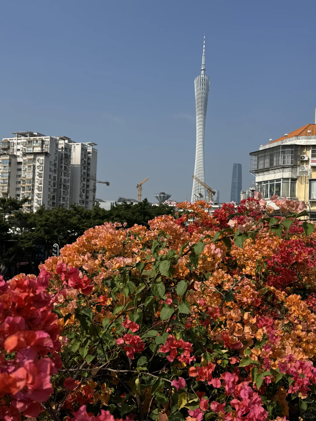 后来我逢人便说广州的十二月有多美