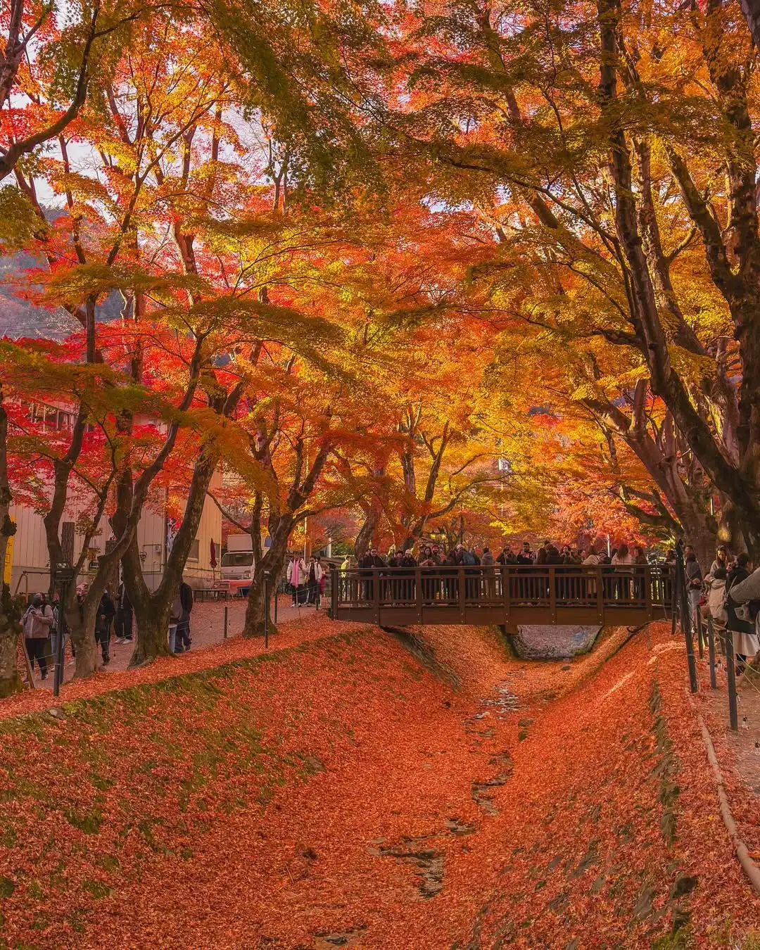 误入深圳的秋日童话世界🍂