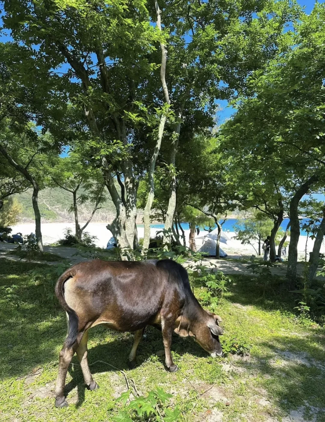 深圳168/广州298包往返每周六-香港麦理浩径