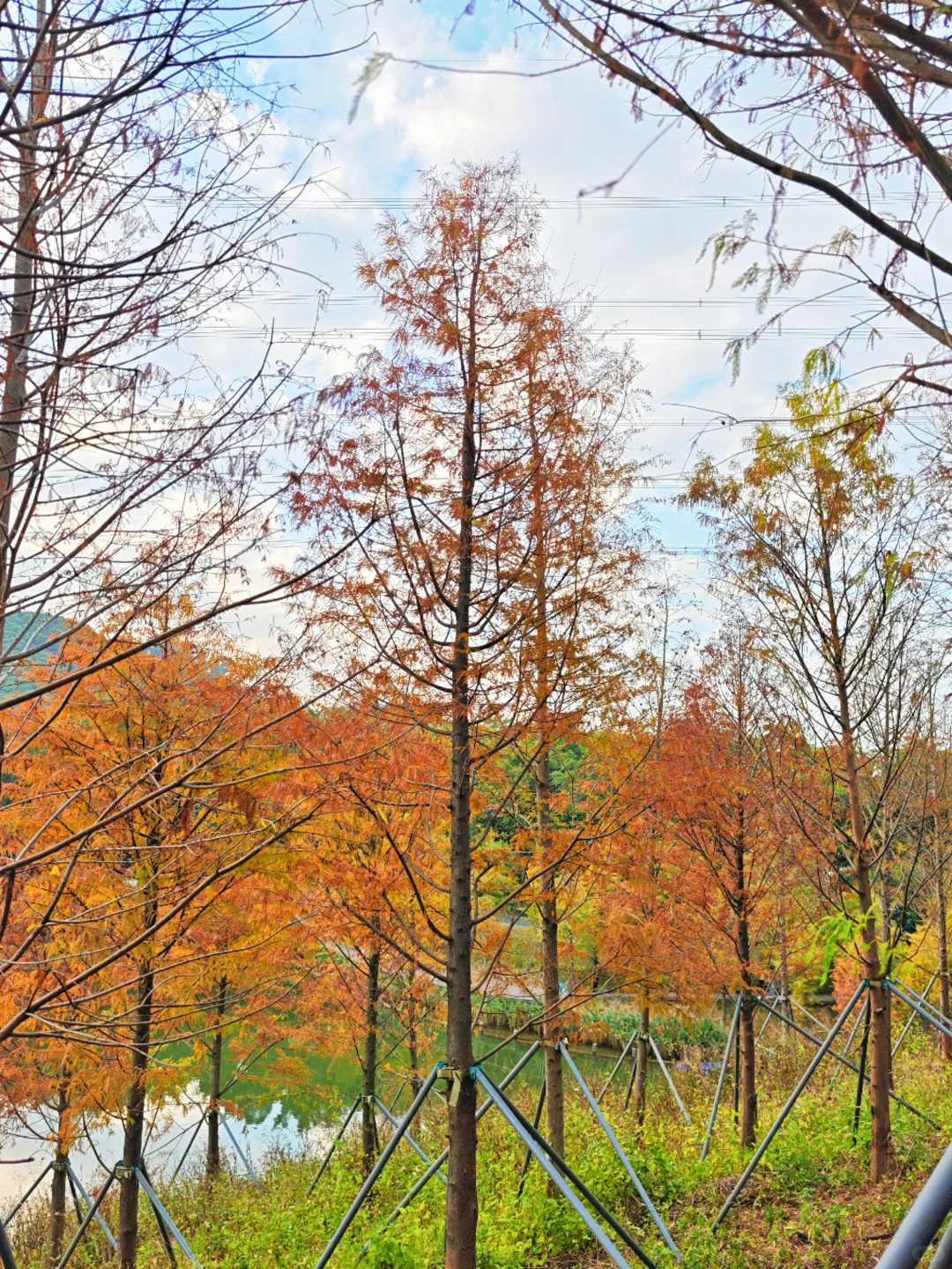 深圳西丽写意三河已美成油画，附live实拍！