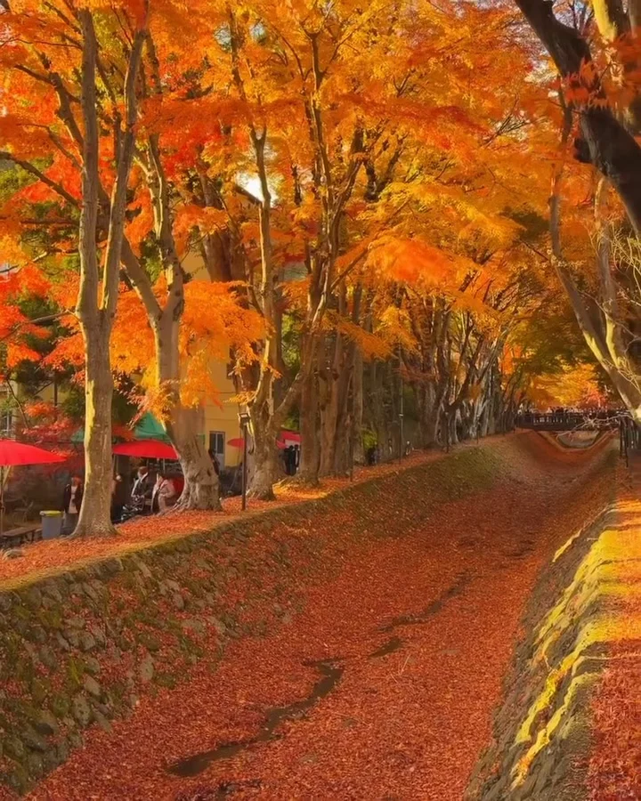 误入深圳的秋日童话世界🍂