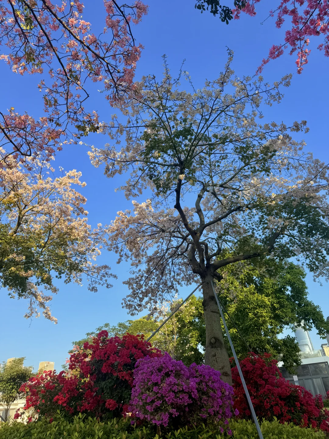 12.1live实拍 广州🌸拍到了动漫的花海列车