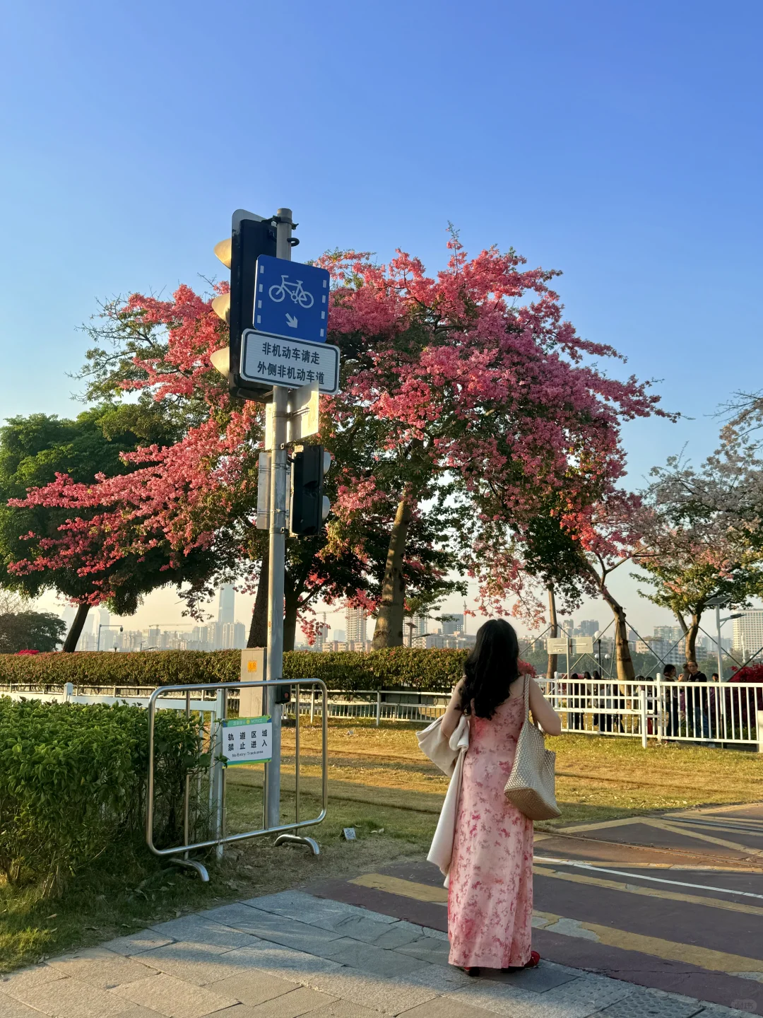 12.1live实拍 广州🌸拍到了动漫的花海列车