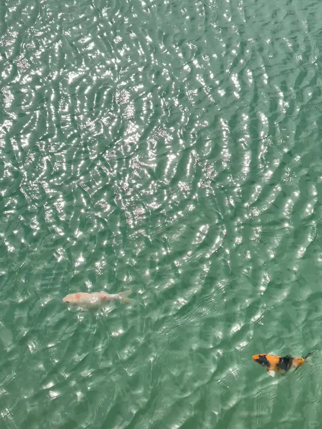 东莞遛娃惊喜发现！免费“小九寨沟”碧玉湖