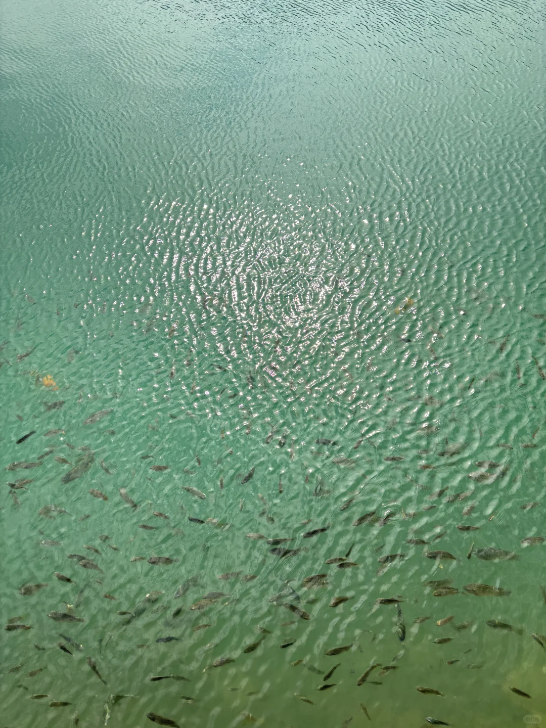 东莞遛娃惊喜发现！免费“小九寨沟”碧玉湖