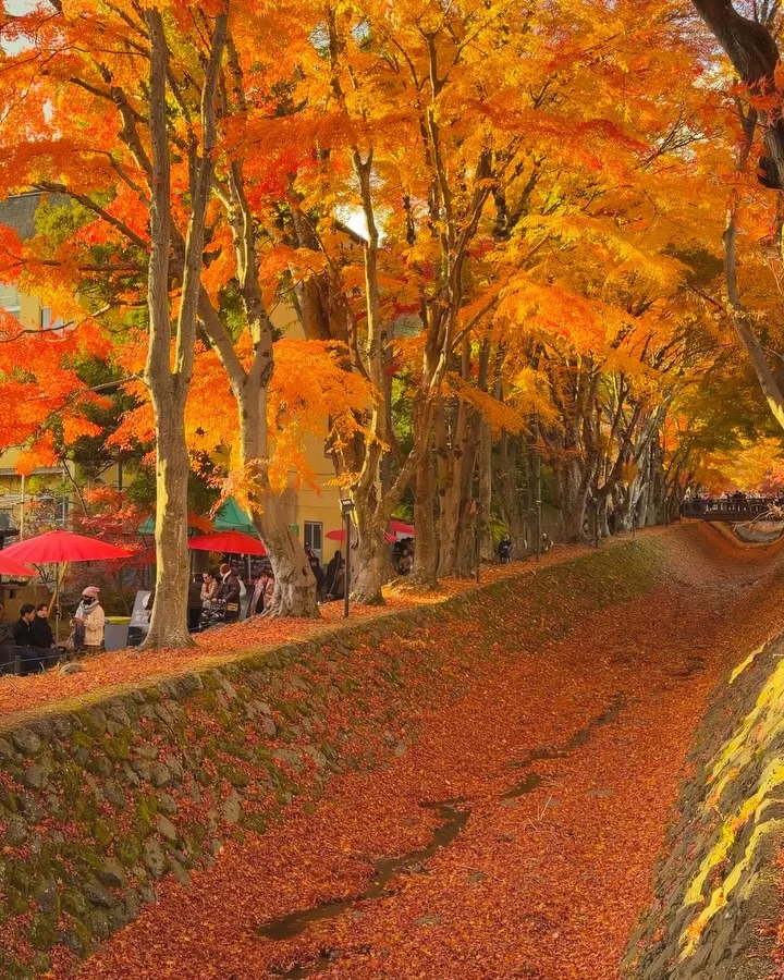 误入深圳的秋日童话世界🍂