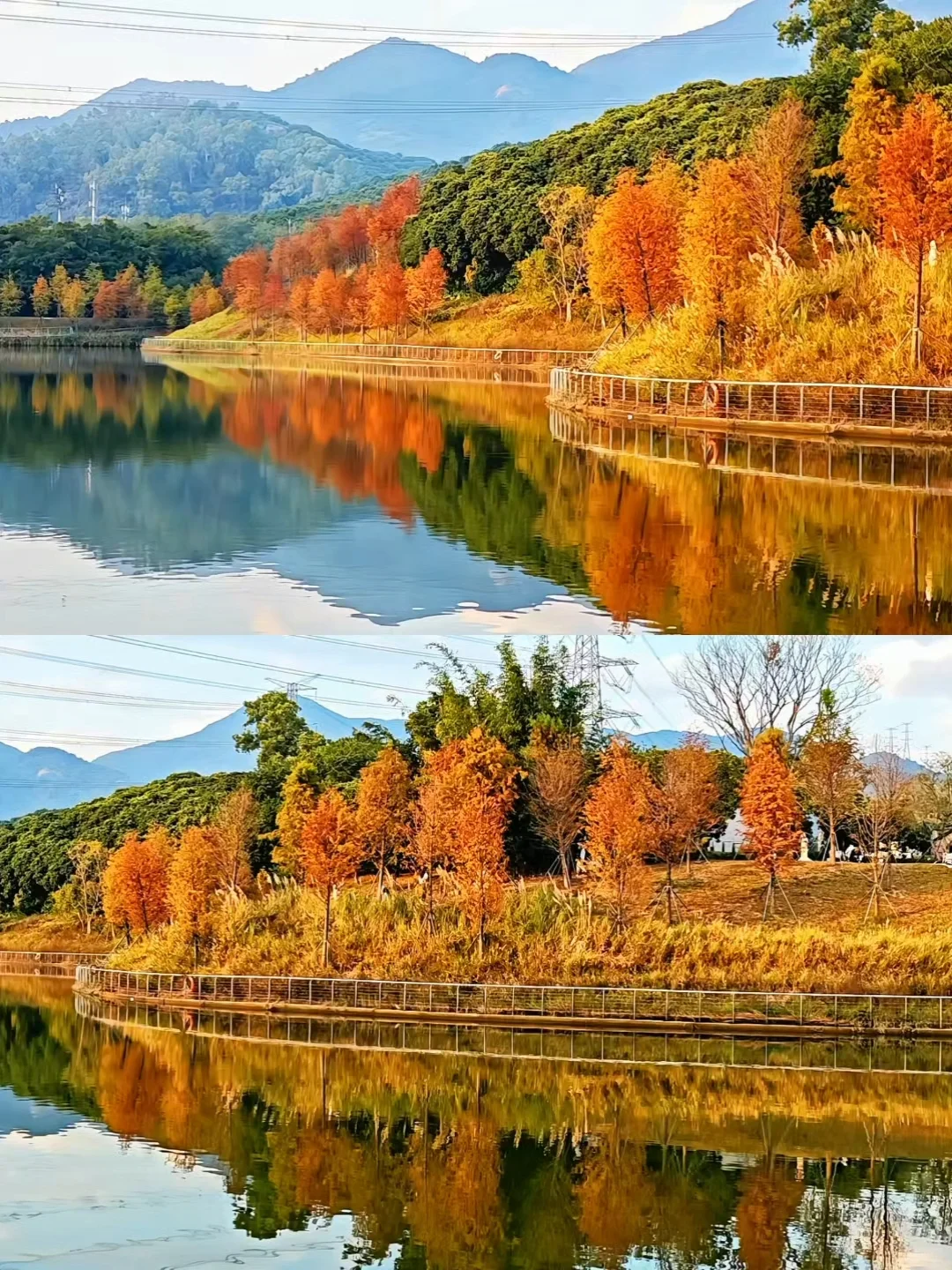 深圳西丽写意三河已美成油画，附live实拍！