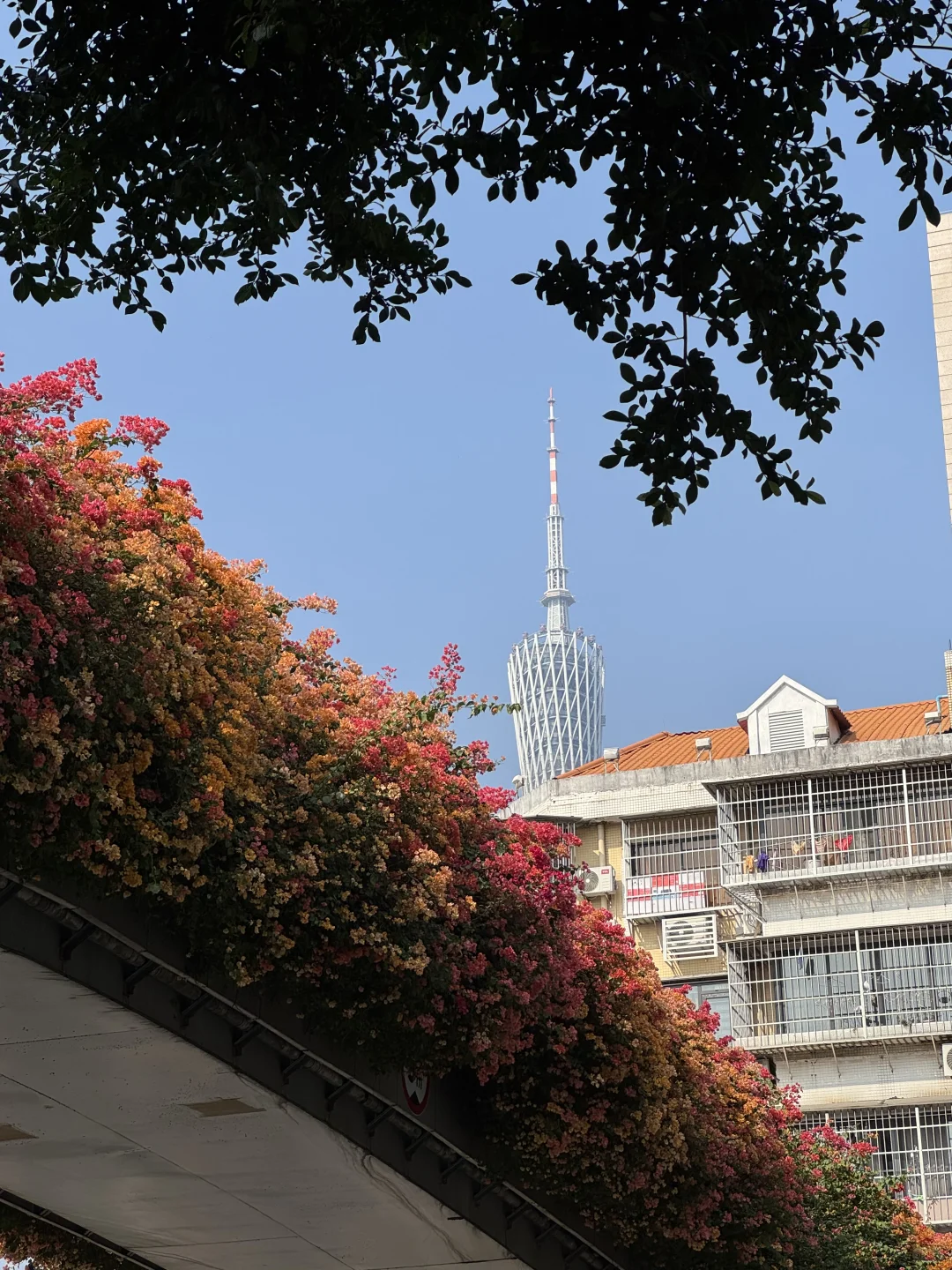 后来我逢人便说广州的十二月有多美