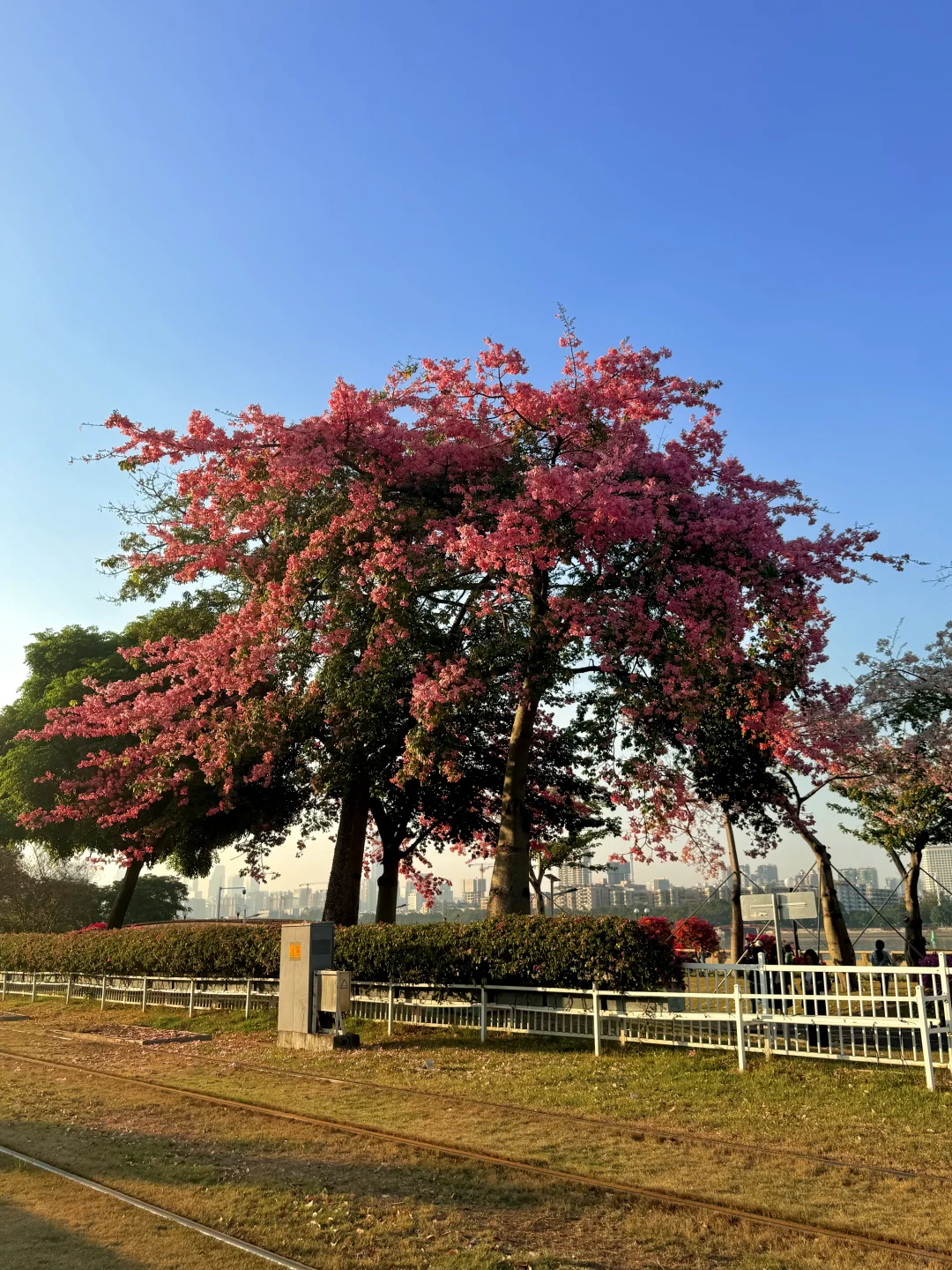 12.1live实拍 广州🌸拍到了动漫的花海列车