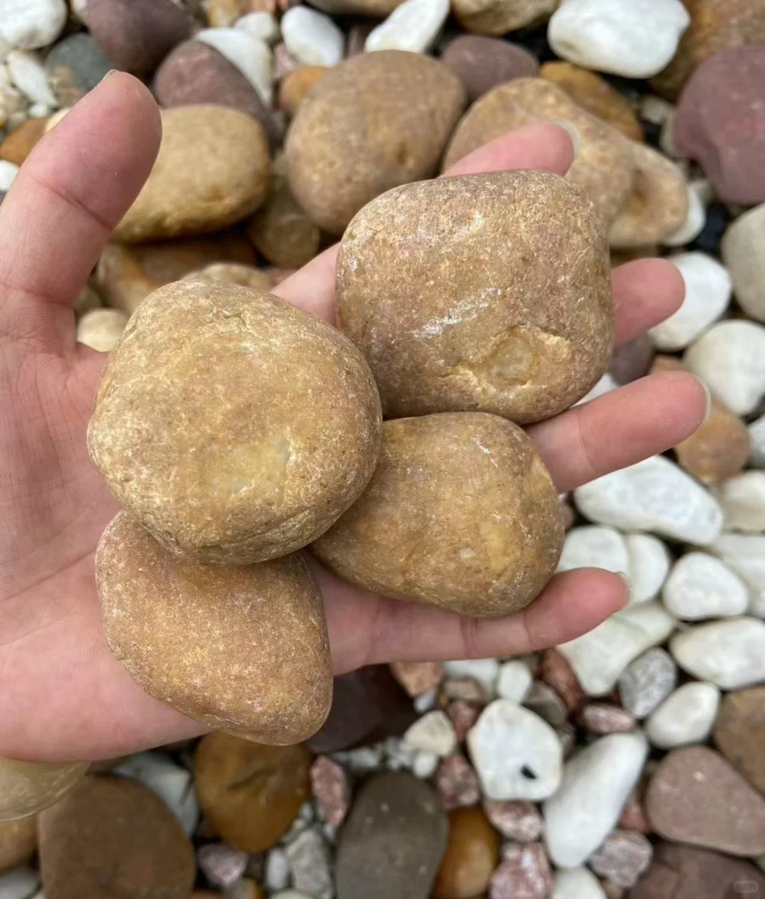 东莞鹅卵石生产