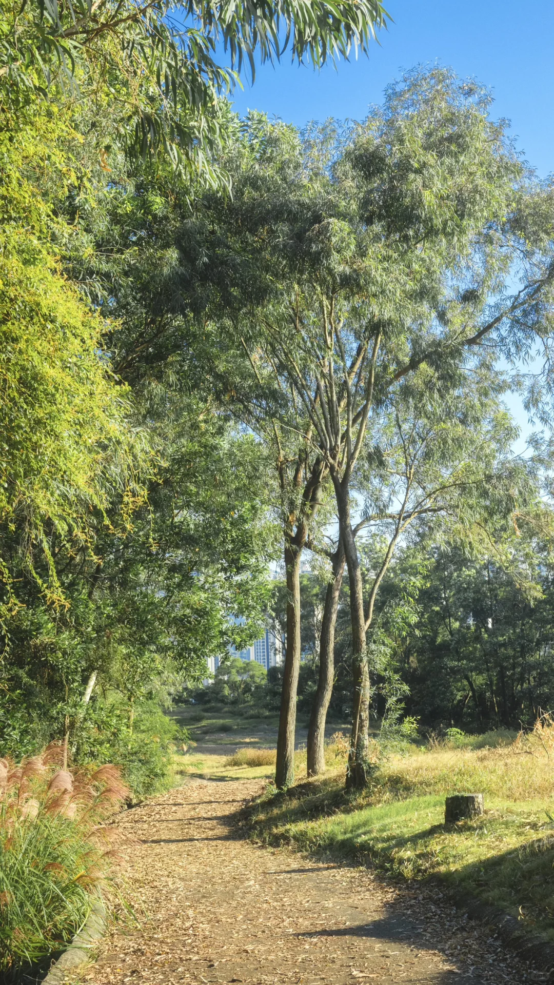 深圳龙岗徒步2小时｜小众绮丽郊野路线