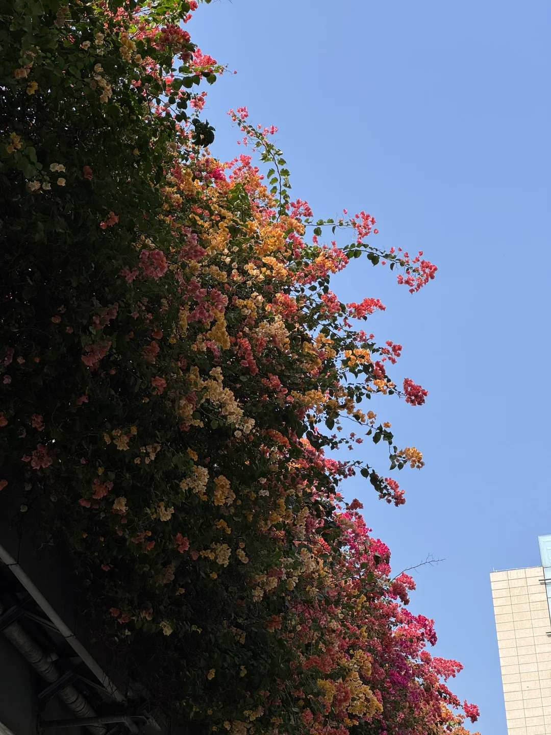 后来我逢人便说广州的十二月有多美