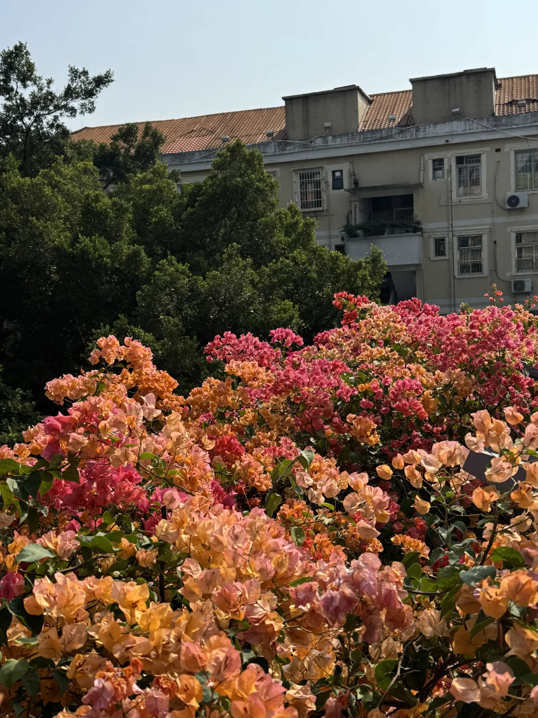 后来我逢人便说广州的十二月有多美