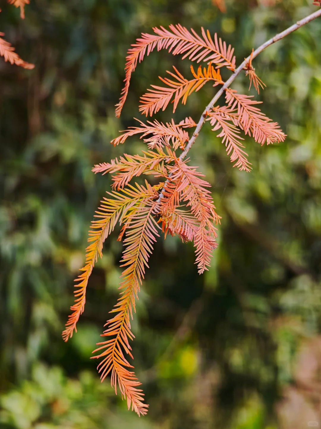 深圳西丽写意三河已美成油画，附live实拍！