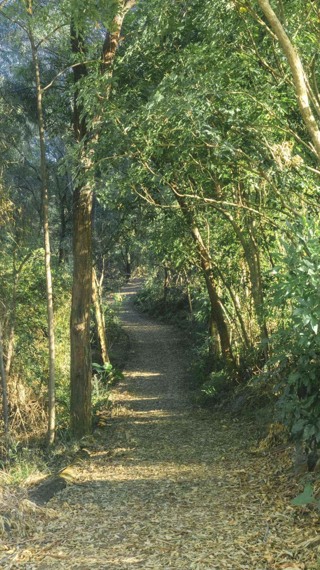 深圳龙岗徒步2小时｜小众绮丽郊野路线