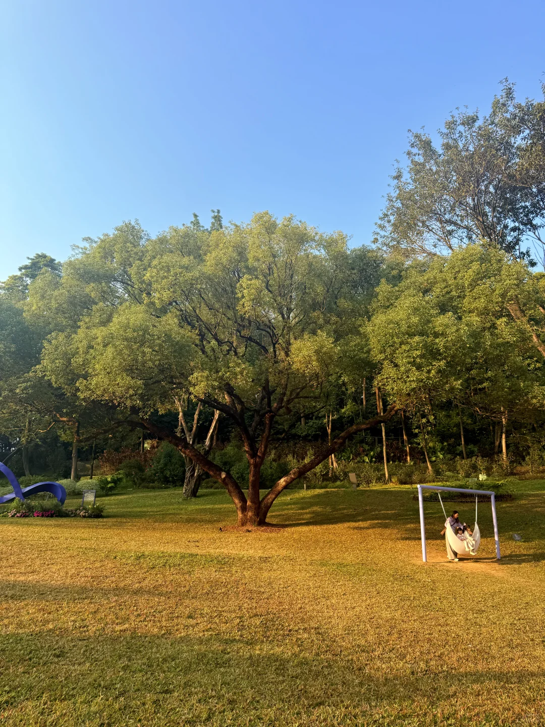 12.8live实况 广州落羽杉红啦🍁0元打卡攻略