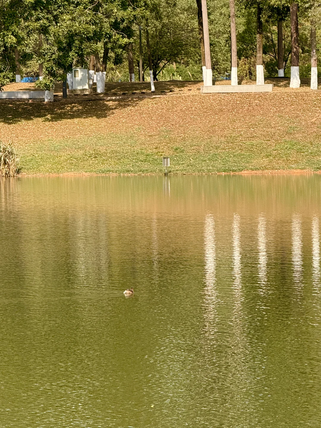 东莞的冬，藏在落羽杉的绯色里🍂