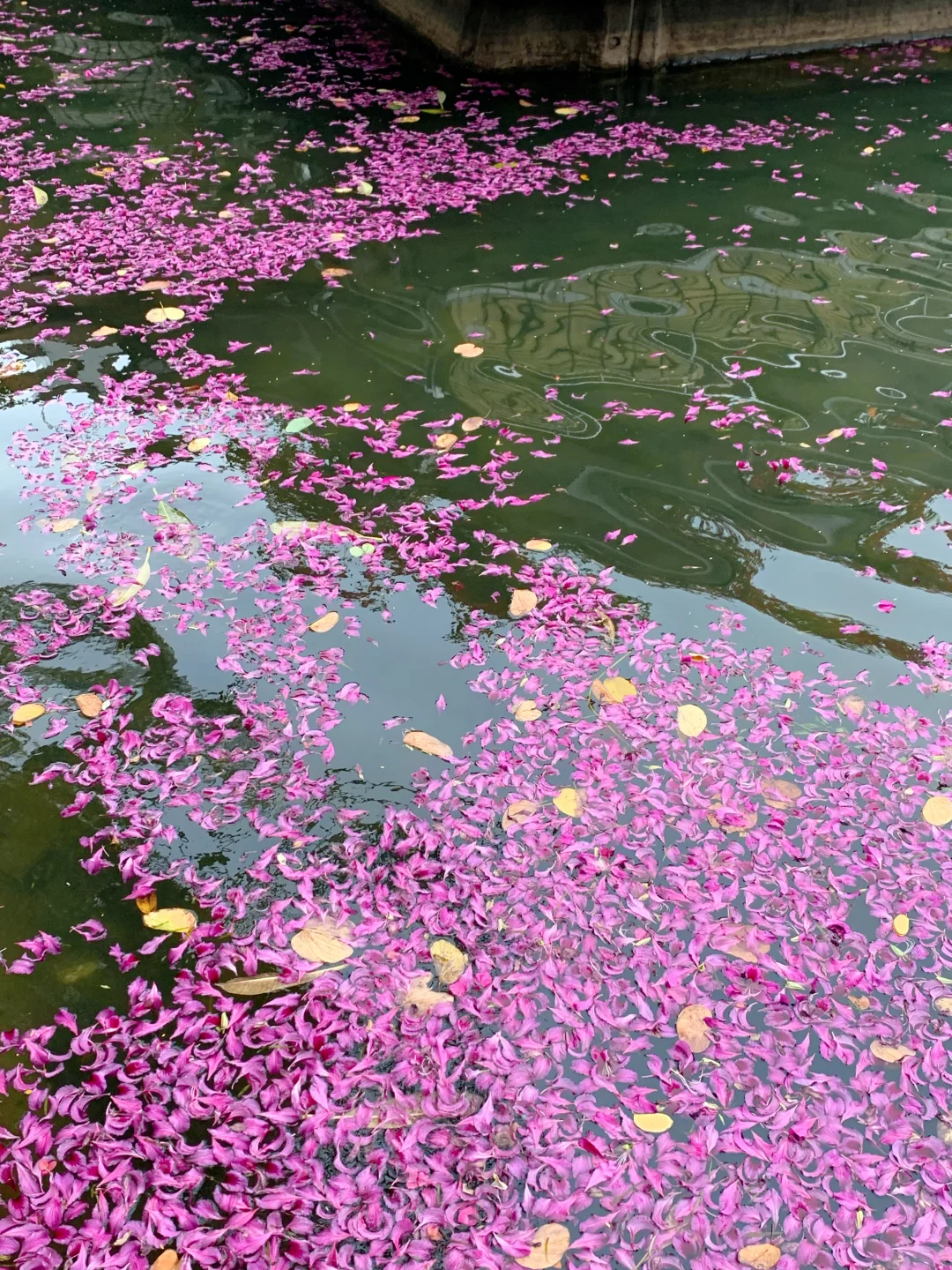 广州Live🌸落红不是无情物…此刻具象化了！！