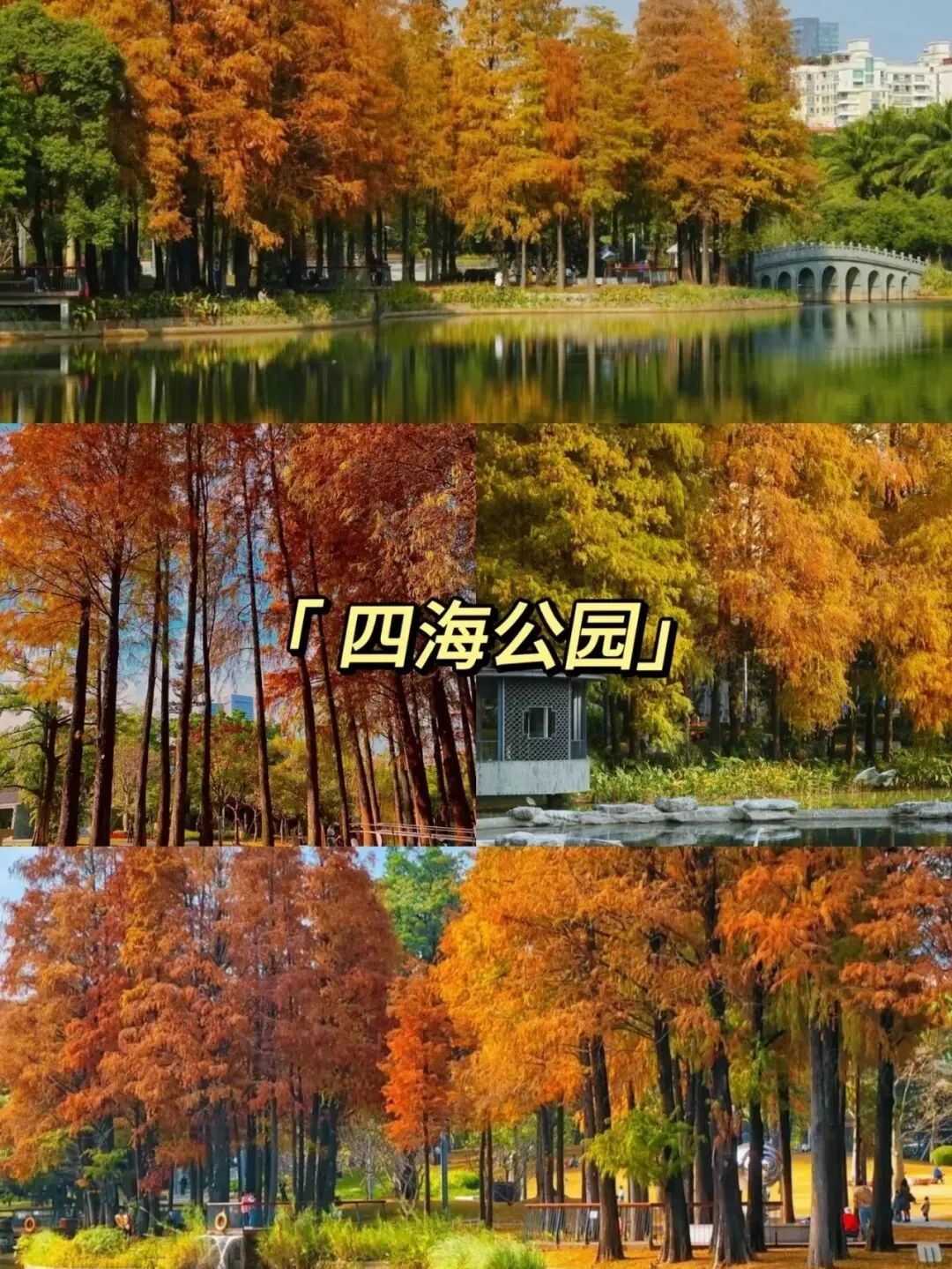 深圳看落羽杉，8处宝藏地，千万别跑错地方了