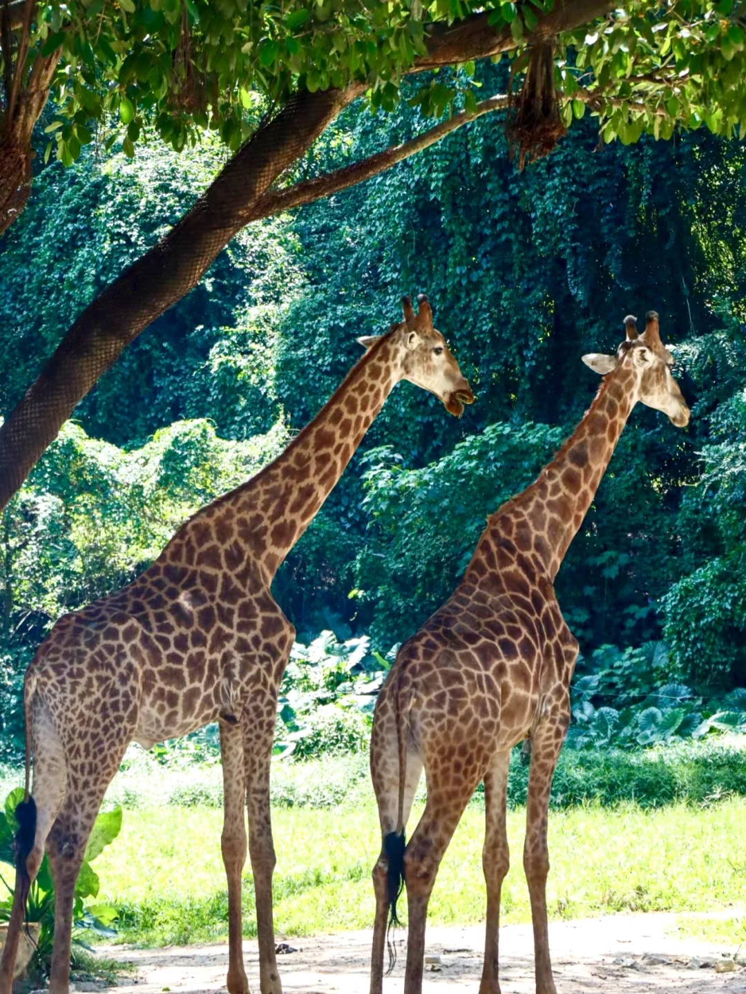 宝妈想带娃去广州长隆玩？看这篇就够了