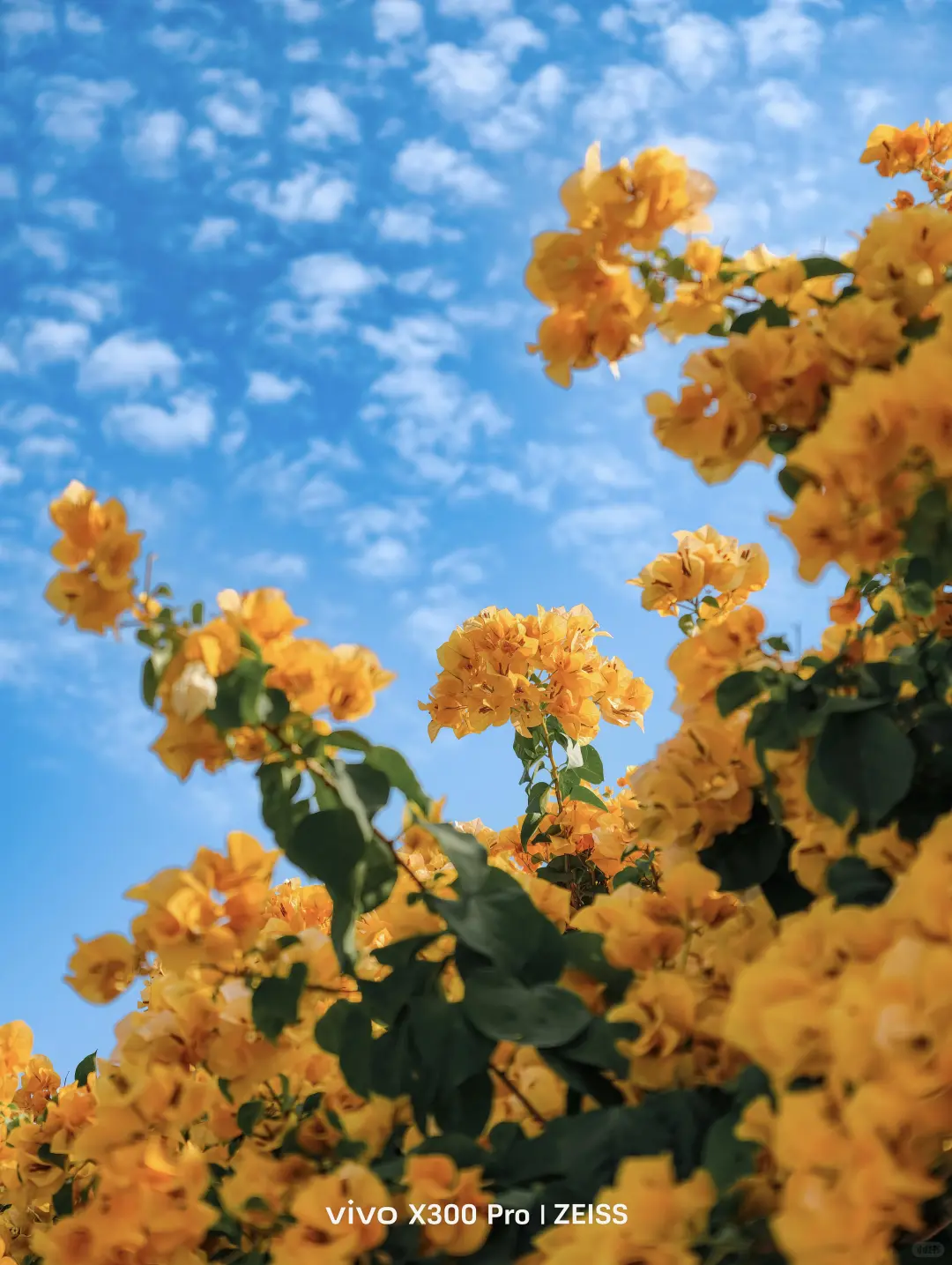 这不是春天，是12月的广州啊！附机位