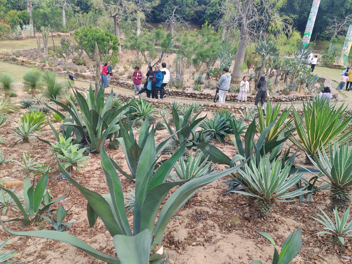 东莞植物园游玩攻略｜含网红爱心树打卡指南