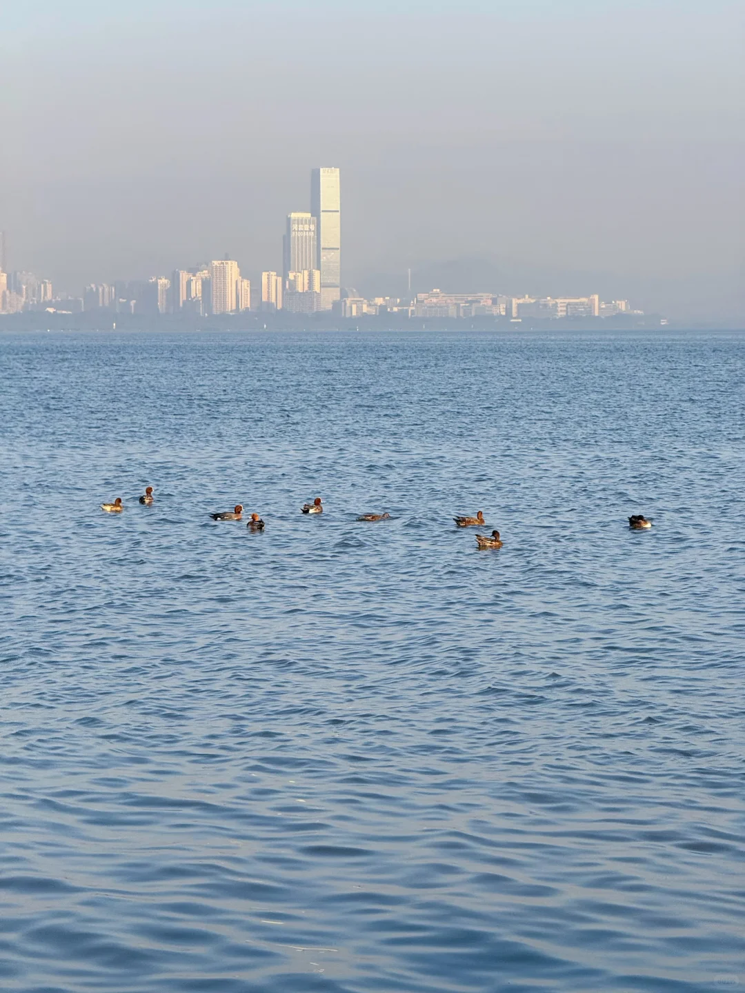 山海连城深圳湾
