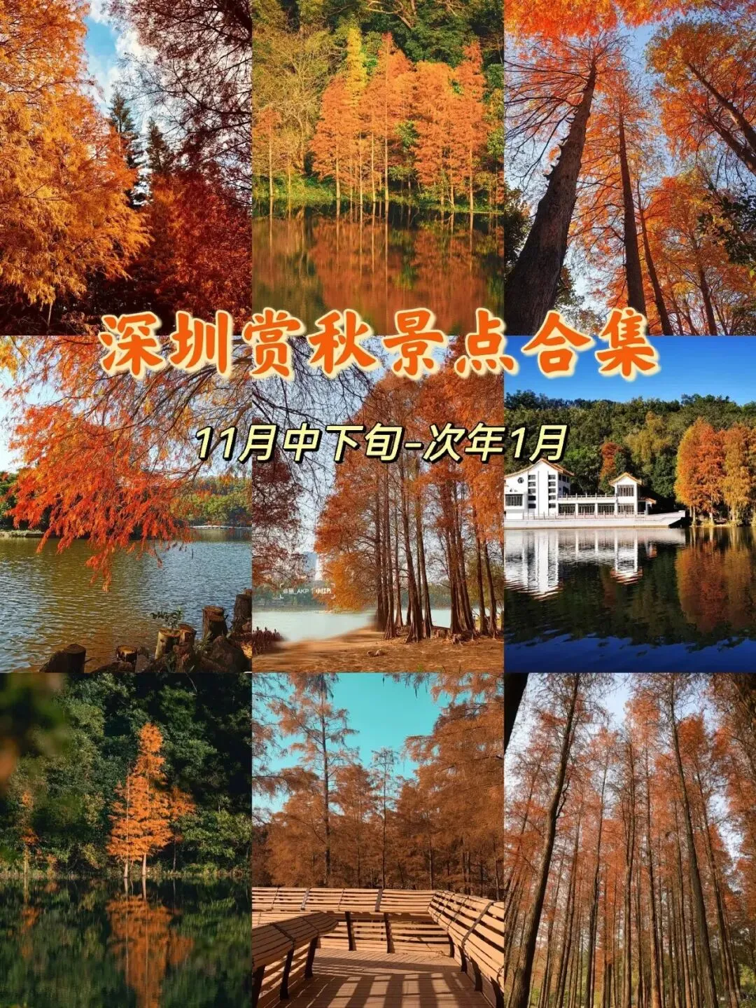 深圳看落羽杉，8处宝藏地，千万别跑错地方了