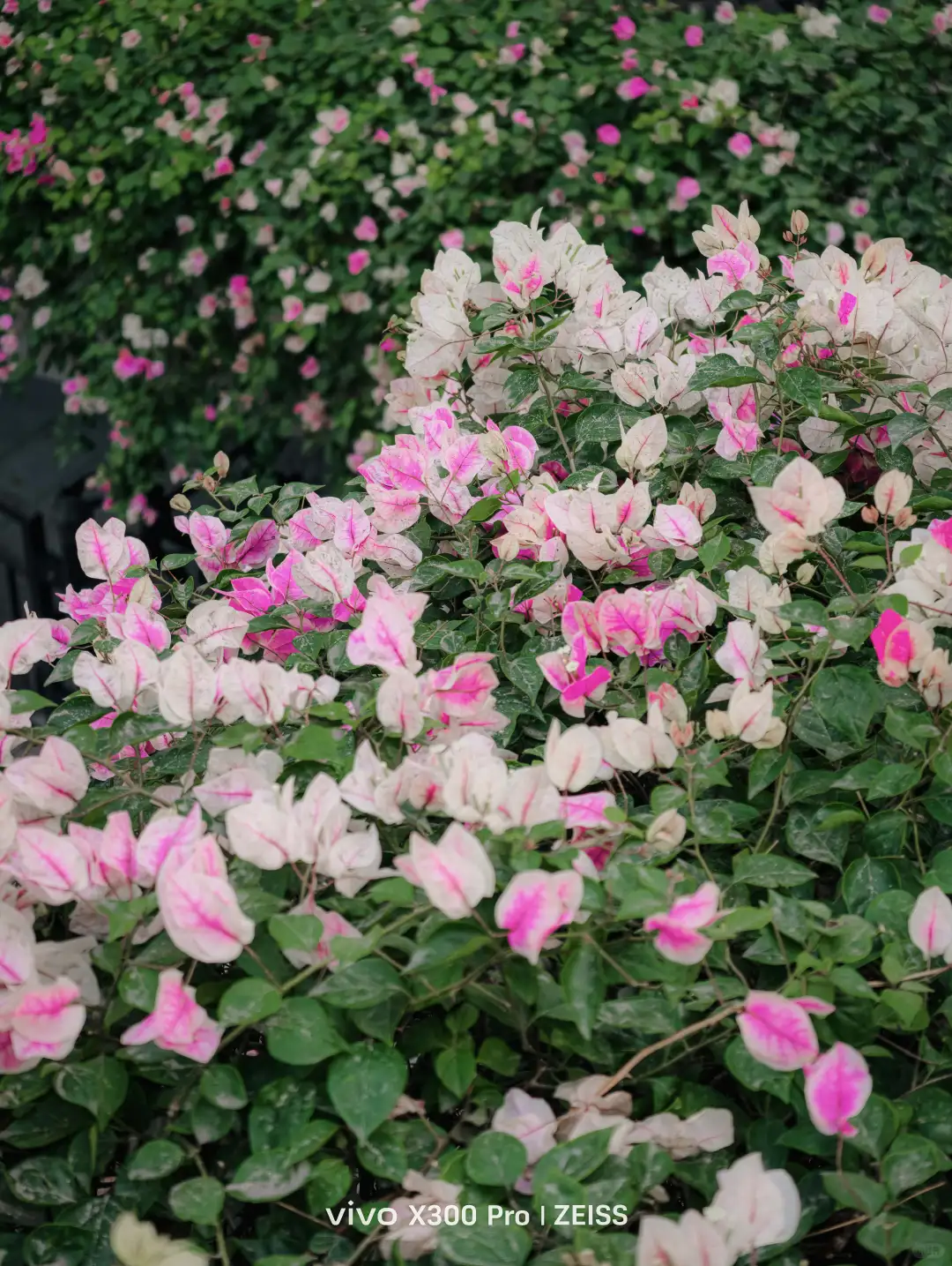 这不是春天，是12月的广州啊！附机位