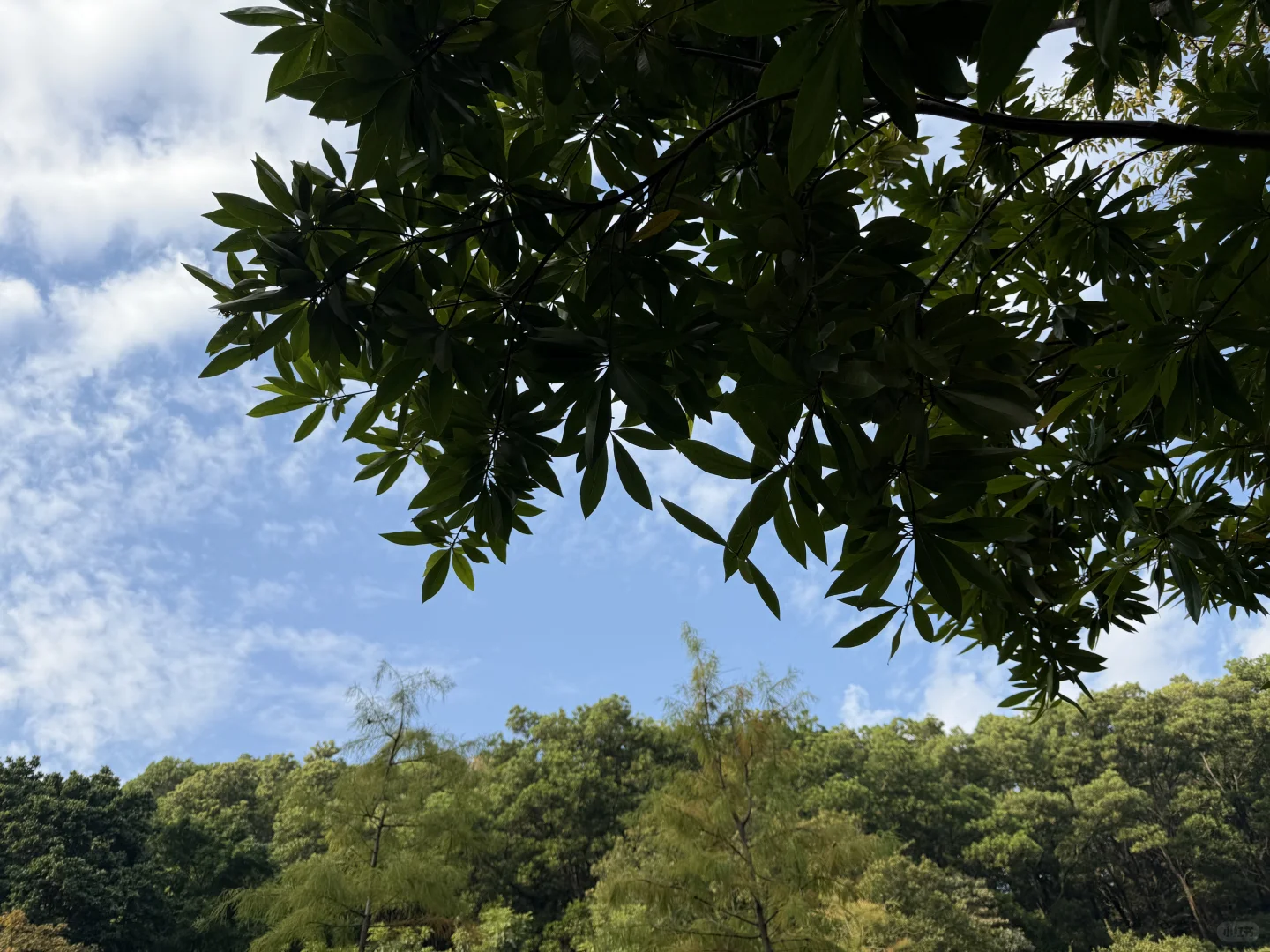 我推荐每个在广州的朋友立刻马上去