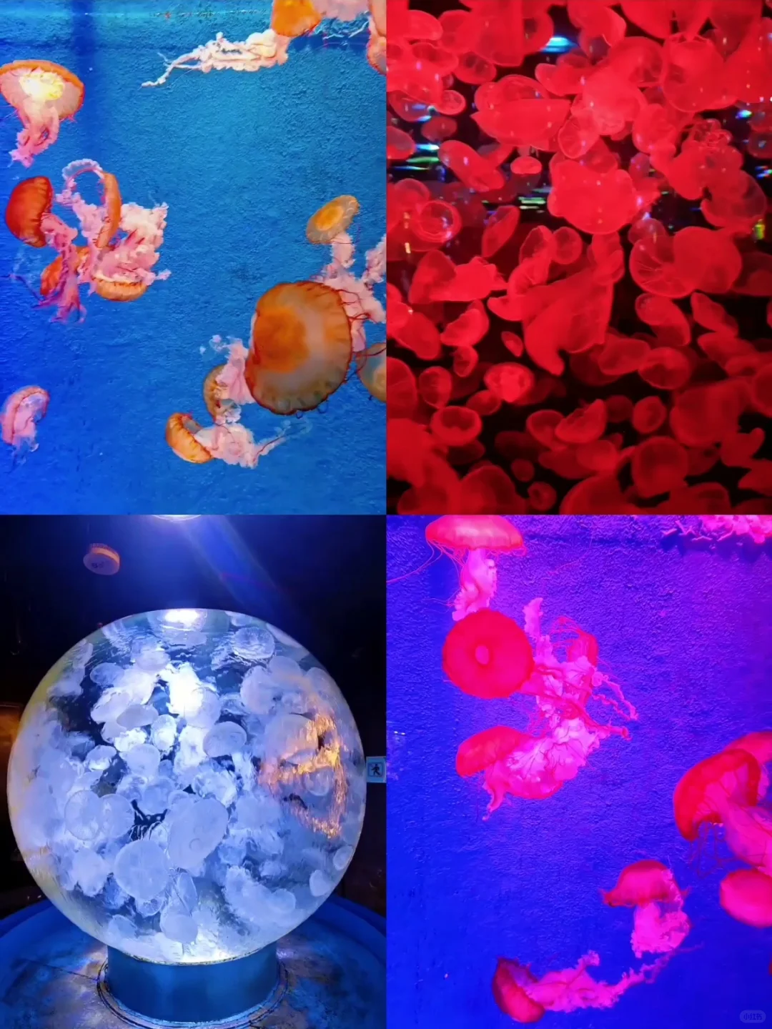 不允许你不知道❗❗广州遛娃天花板！