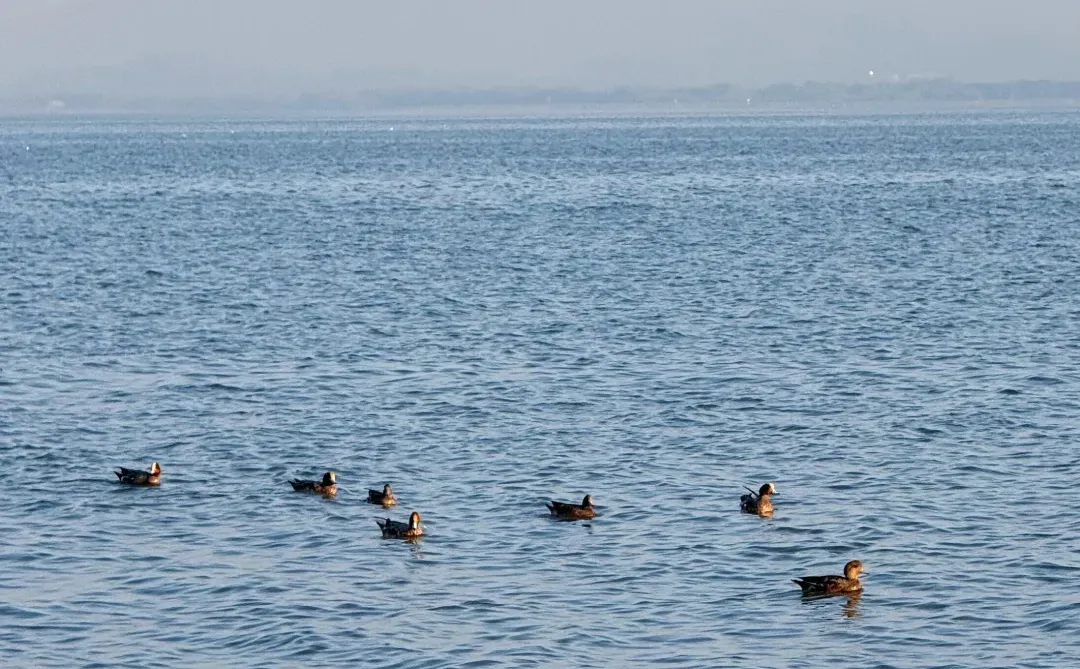 山海连城深圳湾