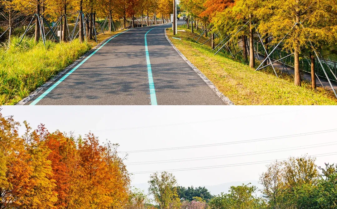 谁敢信❗️ 这是在深圳的秋日油画风秘境