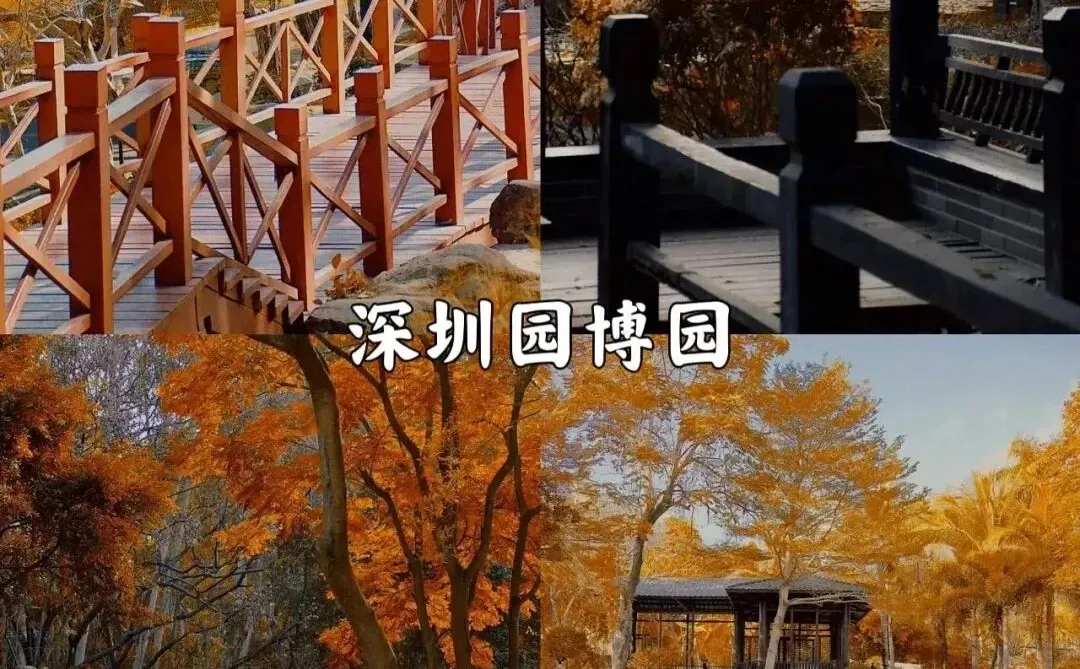 深圳看落羽杉，8处宝藏地，千万别跑错地方了