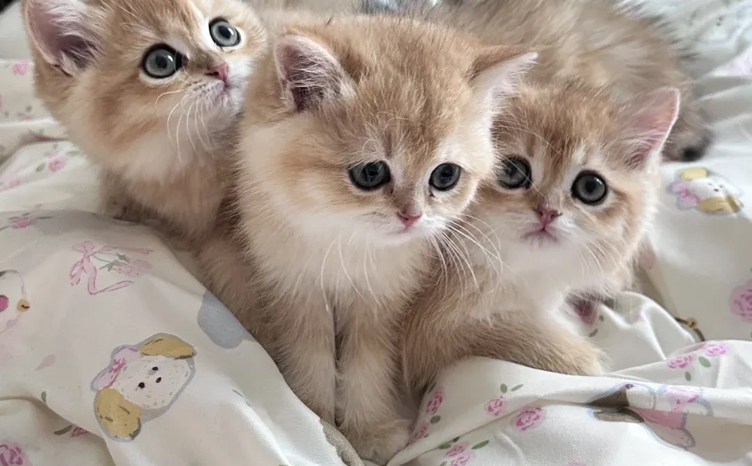 个人原因 养不了了｜深圳自提