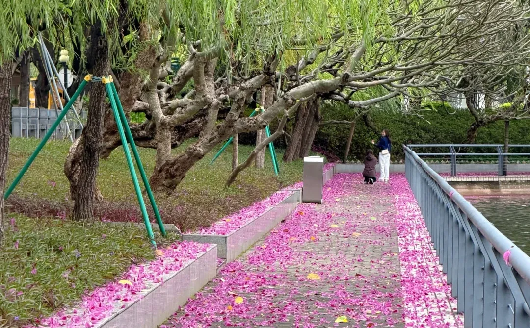 广州Live🌸落红不是无情物…此刻具象化了！！