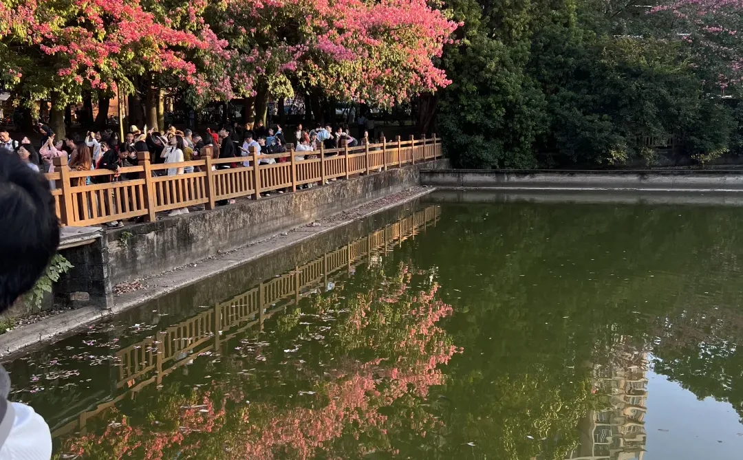 花开了的时候在广州