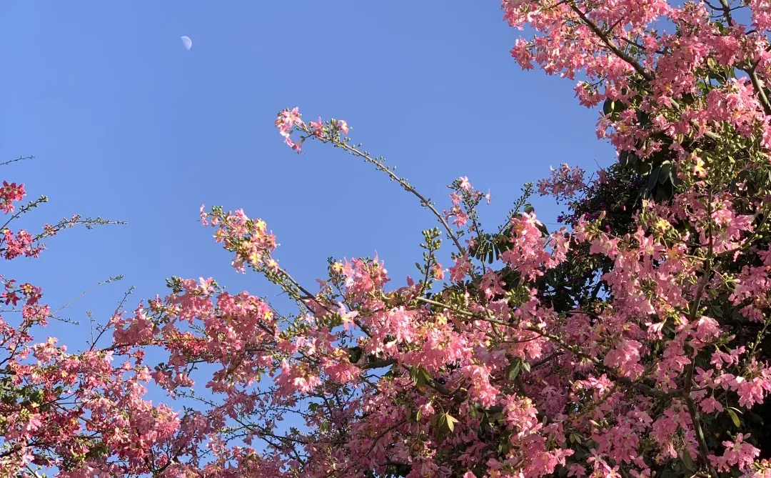 📷live｜广州异木棉🌸