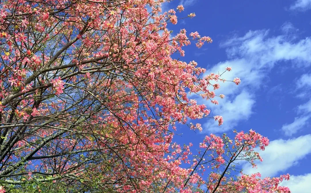 9张超美live图打开广州的冬天！