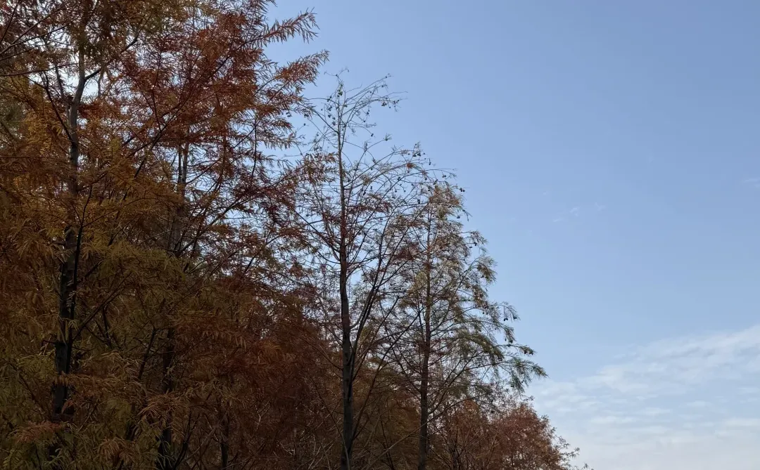 东莞的冬，藏在落羽杉的绯色里🍂