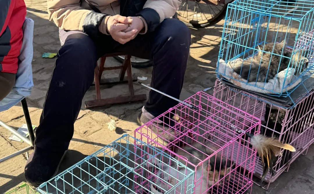 东莞南城猫狗市场🔥这里简直是宠物天堂🔥