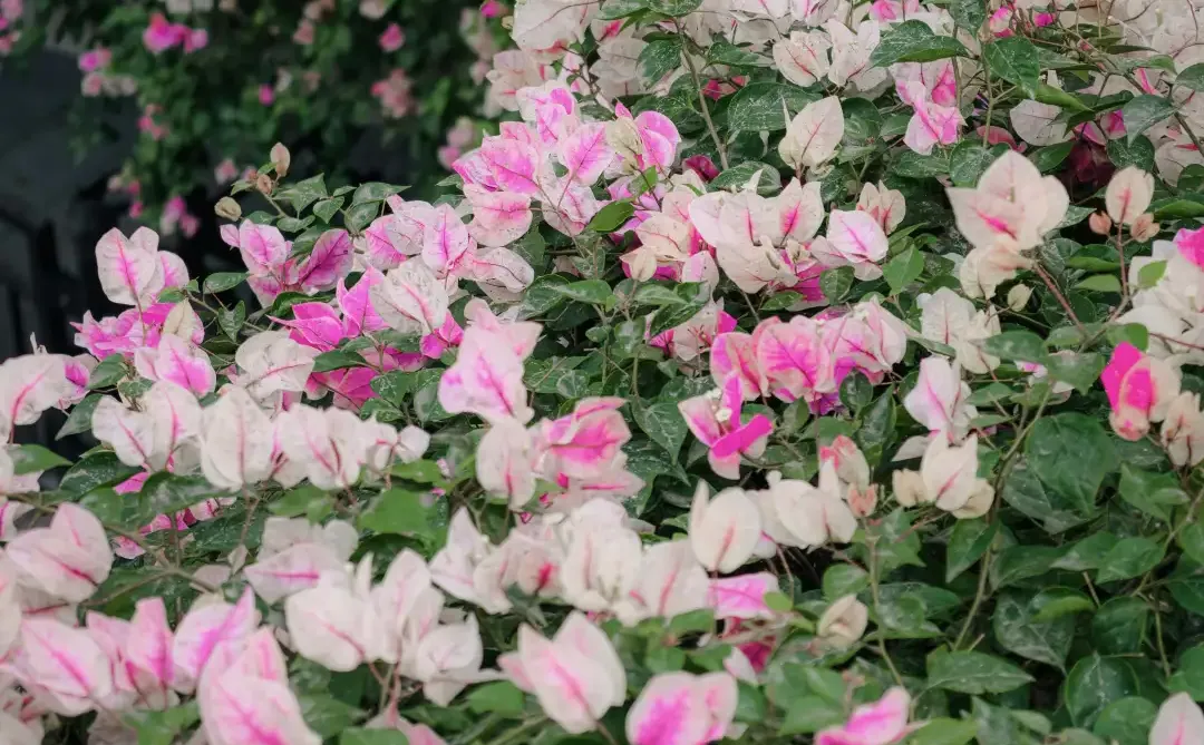 这不是春天，是12月的广州啊！附机位