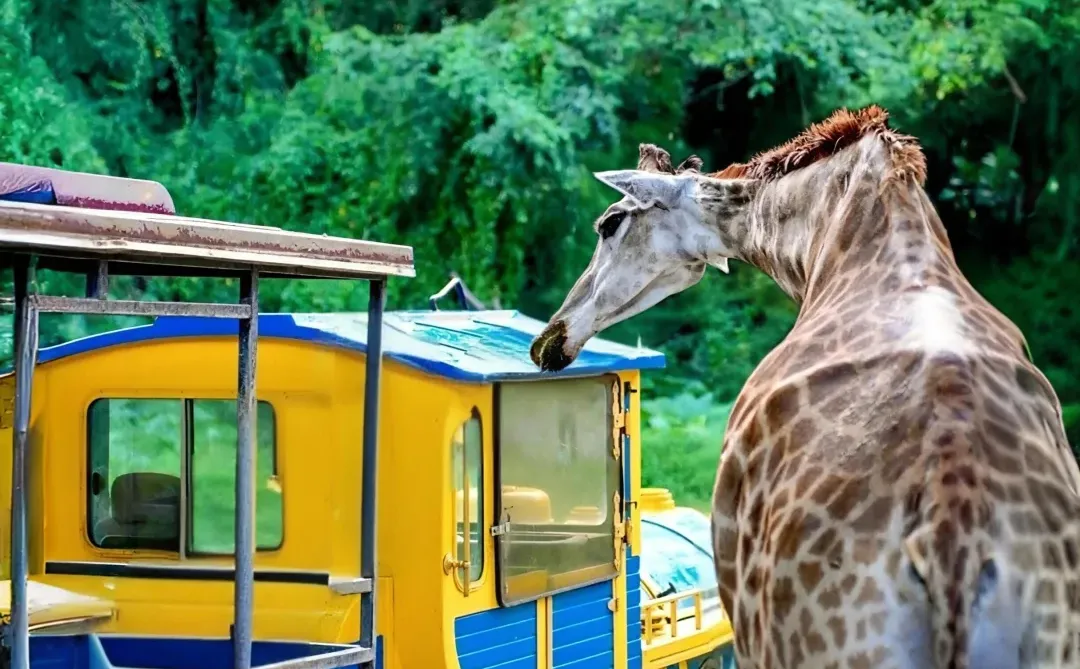 广州长隆‼️会惩罚每一个不做攻略的懒人