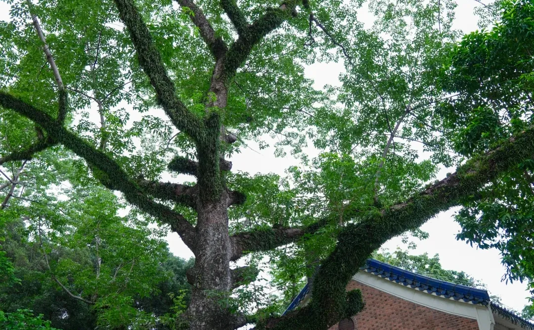 天下为公 | 来广州，只为这一张照