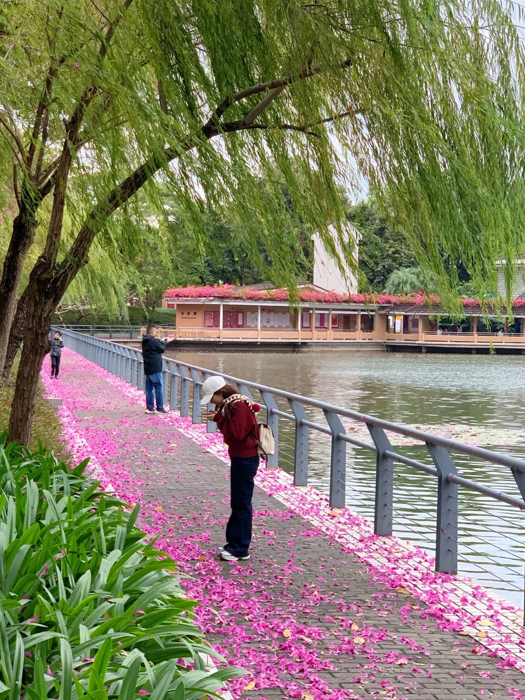 广州Live🌸落红不是无情物…此刻具象化了！！