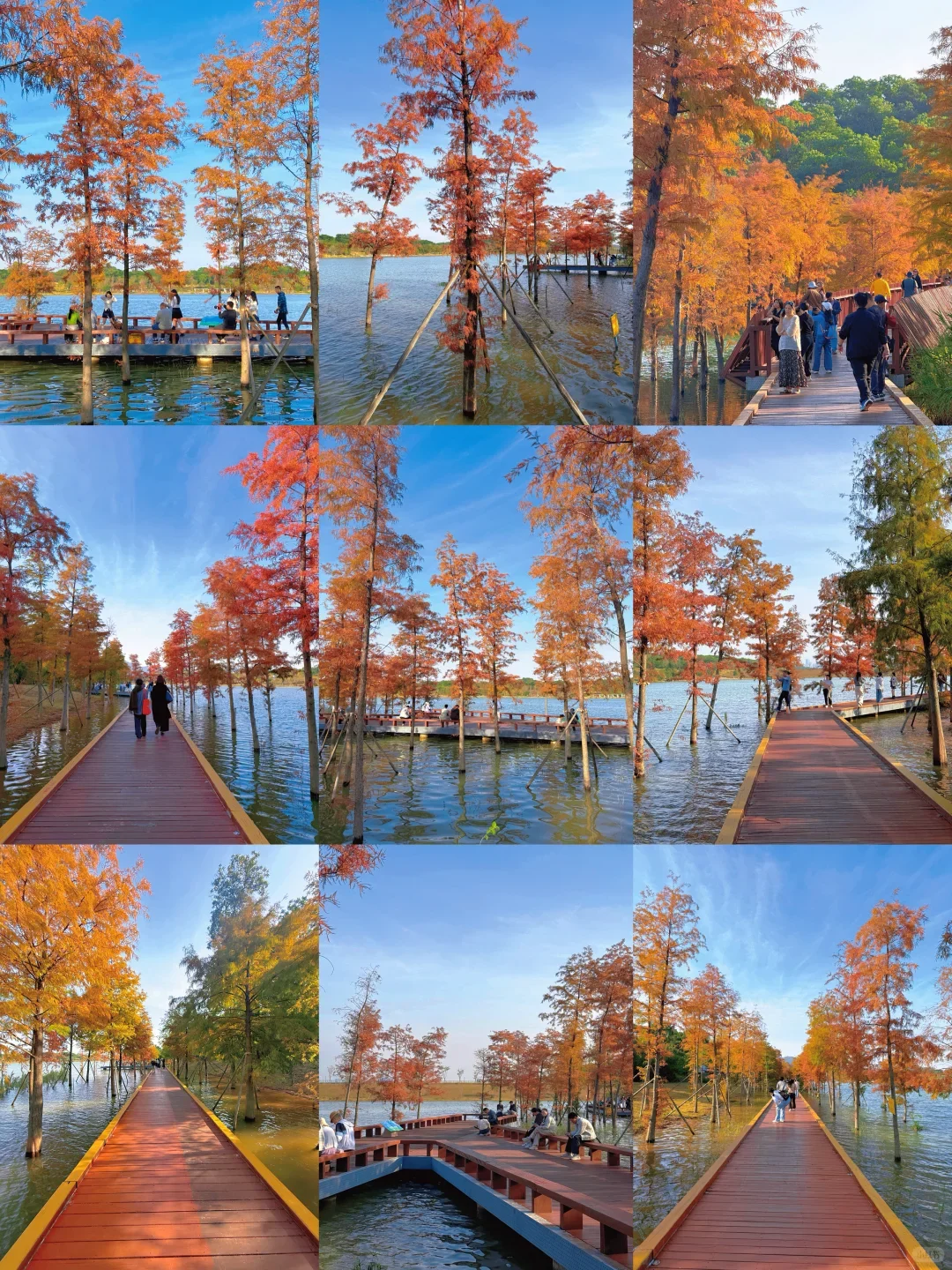 深圳看落羽杉，8处宝藏地，千万别跑错地方了