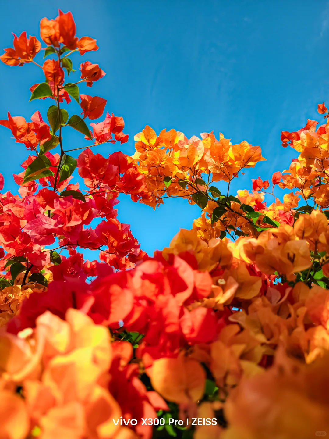 这不是春天，是12月的广州啊！附机位