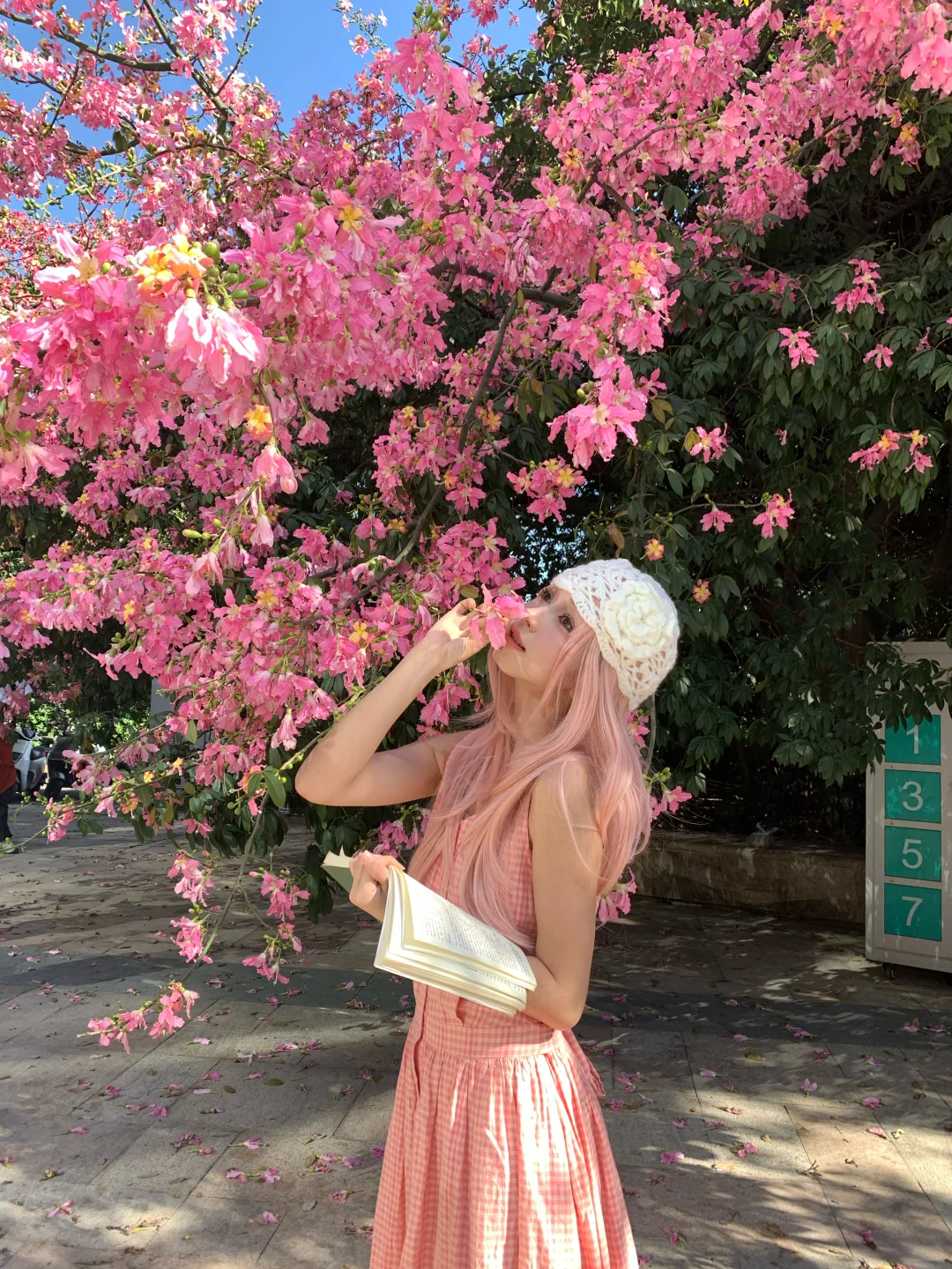 📷live｜广州异木棉🌸