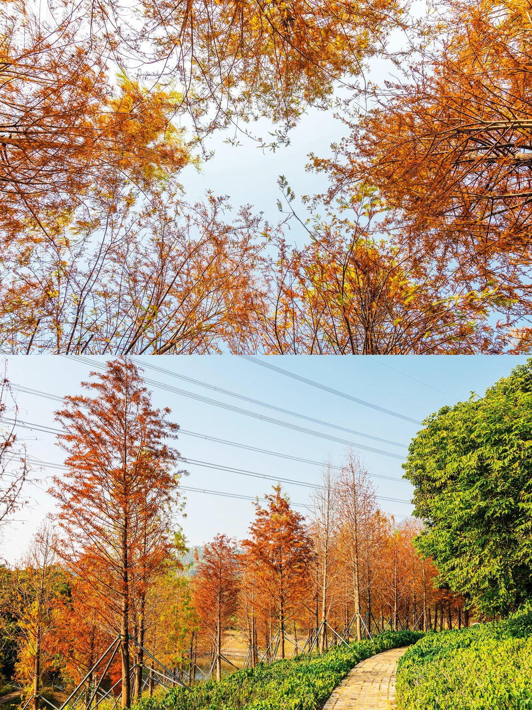 谁敢信❗️ 这是在深圳的秋日油画风秘境